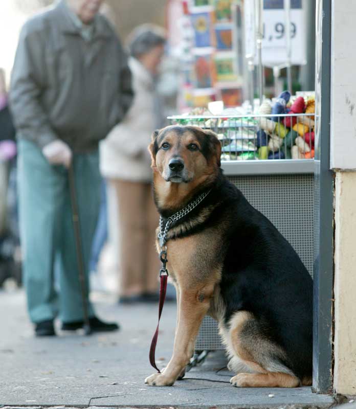 Hunde in der Stadt - ein heikles Thema | Bild Bernhardt Link